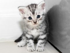 -客栈猫舍(中央北路店)