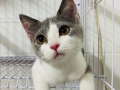 -屋虎猫馆(宝安大仟里店)