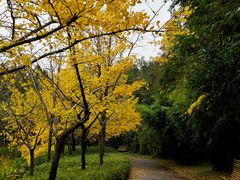 -上海共青森林公园