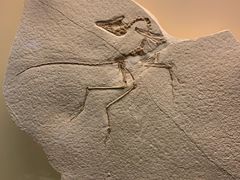 -辽宁古生物博物馆
