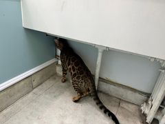 -纳吉亚猫专科动物医院·北北分院
