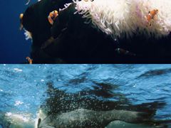 -海合安武汉极地海洋公园