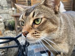 -喵屿·大理花园猫咖