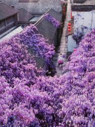 -花田映像婚纱摄影(龙岗店)