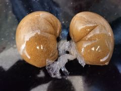 -许阿姨糕团店(南京总店)