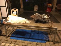 -清迈夜间动物园
