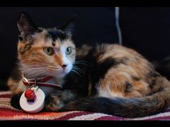 35-Sirena海妖日咖夜酒