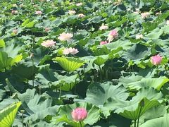 -荷塘月色湿地公园·向阳花洲
