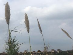 -美的鹭湖森林度假区