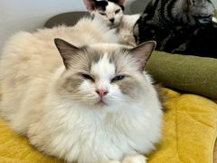 -有喵·猫咖·狗咖·40+猫狗有小奶狗(岗厦店)