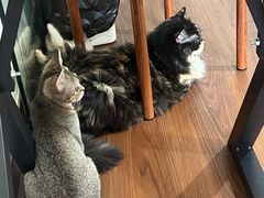-楼上猫咖(罗湖店)