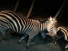 -清迈夜间动物园