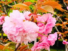 -白塘生态植物园
