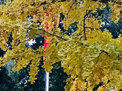 -三里屯东五街银杏大道