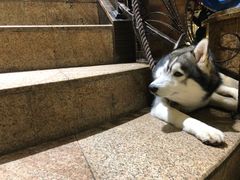 -more than meow吴止猫主题餐厅(承德 中船汇店)