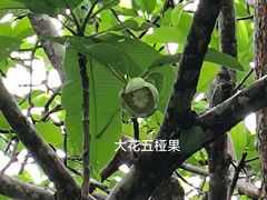 -西双版纳原始森林公园