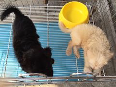 -桂林市花鸟市场