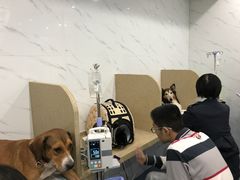 -伟伟宠物医院·CT影像中心·瑞派犬猫综合性门诊(汉口总院)