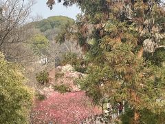 -无锡梅园公园