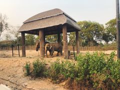 -清迈夜间动物园