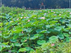 -荔湾湖公园