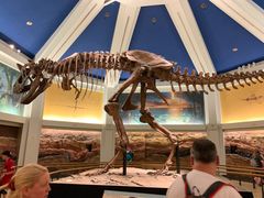 -奥兰多迪士尼动物王国乐园