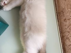 -关爱宠物医院·猫科中心·消化科(滨湖万达分院)