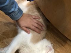 -滚猫咖啡·猫咖·猫友好撸猫(未来城店)
