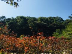 -广州市帽峰山景区