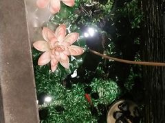 -呷哺呷哺(黄骅华贸商业广场店)