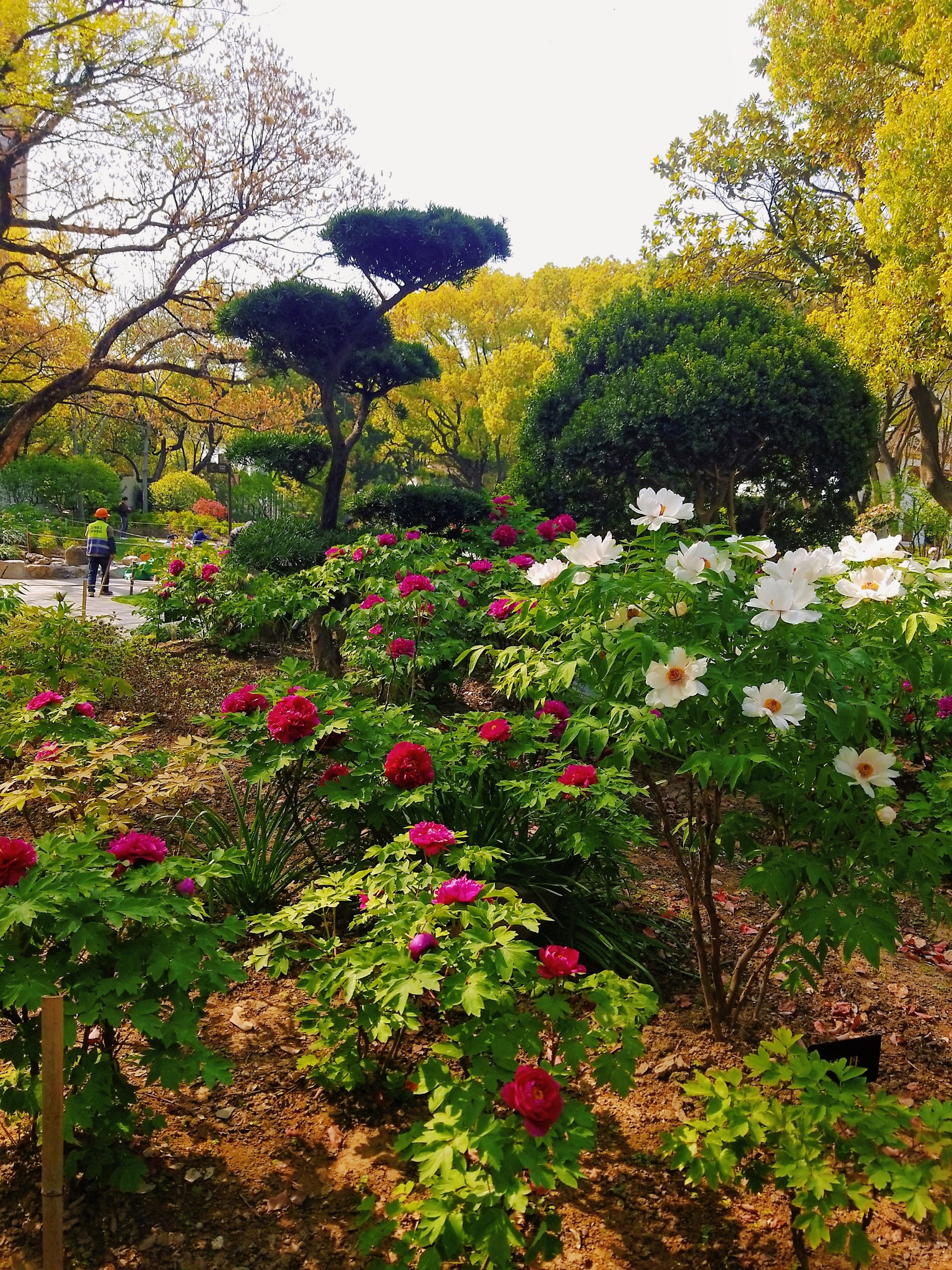 都市园林漕溪公园,在百年牡丹前品读时光的浪漫