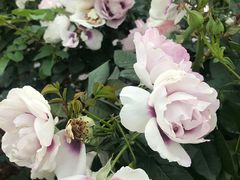 -人民公园(罗湖区)