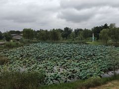 -白鹭湾湿地公园