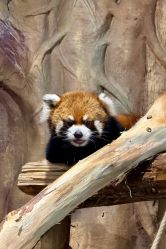 -Zoolung Zoolung动物主题公园(海信广场店)