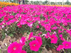 -芒洲湿地公园