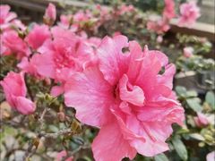-上海滨江森林公园