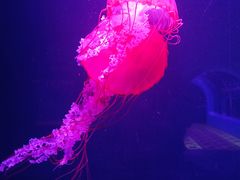-欢乐海岸海洋奇梦馆