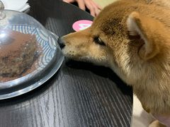 -逗柴咖啡屋·狗咖猫咖宠物桌游