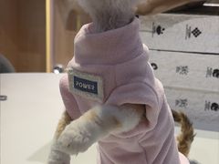 -爪爪喵星球·猫舍(卓悦中心店)