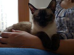 -猫爪屋猫咖(乐汇城店)