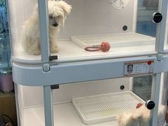 -翊宠yipet猫狗购宠庄园犬舍•猫舍