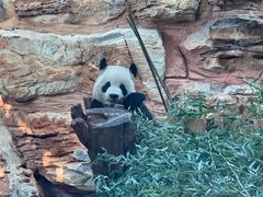 -石家庄市动物园