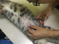 -佳怡动物医院·平价24小时·猫专科骨外科