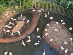 -新加坡飞禽公园