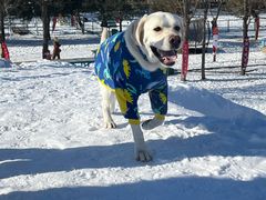 -宠乐会宠物乐园