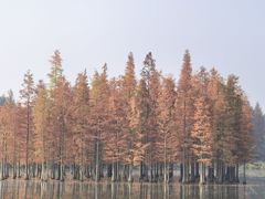 -白鹭湾湿地公园