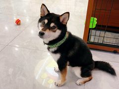 -柴犬小屋·柴餐厅·狗咖食堂(金鼎广场店)