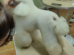 -鑫艺宠物美容培训学校