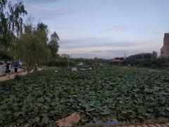 -前关湿地公园
