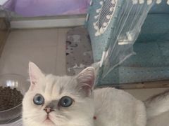 -糯米喵星人总部直营旗舰店·猫舍·幼猫出售